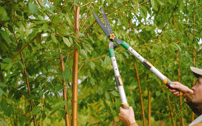 Tree trimming in Toston, MT